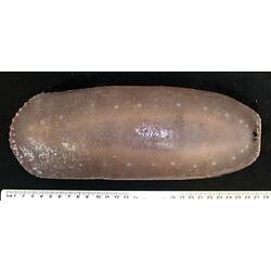Back view of flattened pink to light-purple sea cucumber with papillae on black background with ruler.