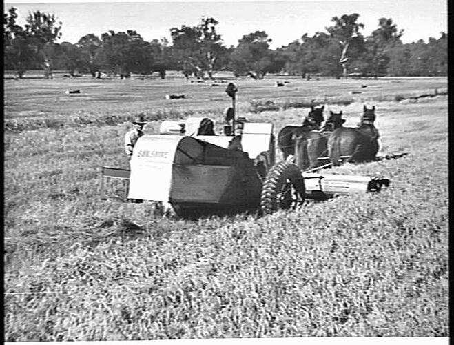 SUNSHINE NO 6 ENGINE FUNCTIONED RICE HEADER TAKING TWO TONS OF `PADDY' RICE TO THE ACRE FROM MR MARTIN ROURKE'S CROP AT LEETON, N.S.W.: MAY 1950