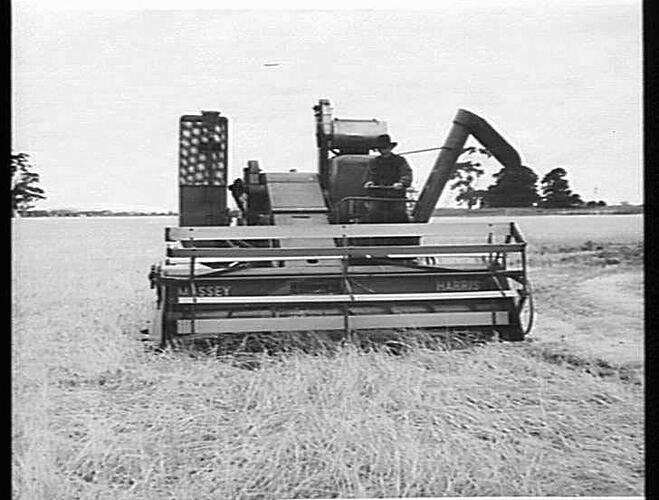 MASSEY-HARRIS 726 SELF-PROPELLED HEADER HARVESTING 36 BUSHELS OF OATS TO THE ACRE FROM A DOWN AND TANGLED CROP AT ROCKBANK, VIC. JAN.: 1952