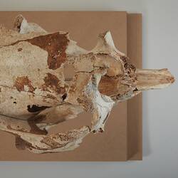 Top view of mounted, articulated skull and jaw.