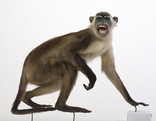 Side view of Red-capped Mangabey specimen, mounted on rear legs, one hand down.