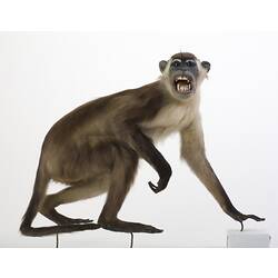Side view of Red-capped Mangabey specimen, mounted on rear legs, one hand down.