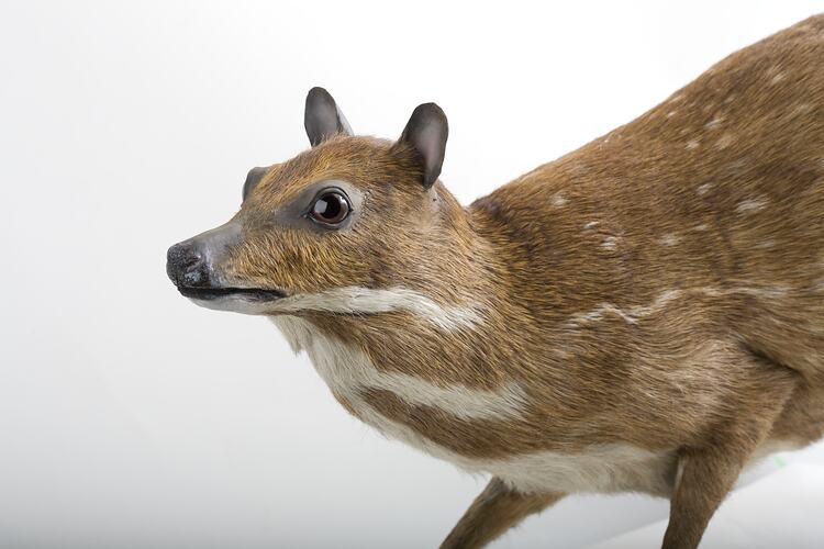 Taxidermied mammal specimen with tan and white fur.