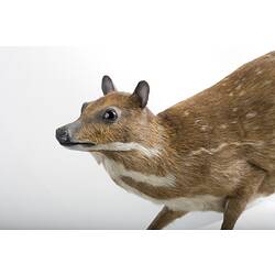 Taxidermied mammal specimen with tan and white fur.