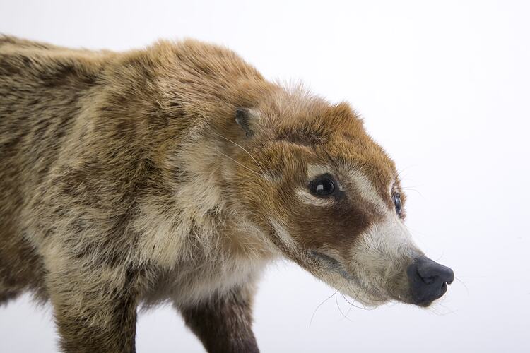 <em>Nasua nasua</em>, South American Coati, mounted specimen. Registration no. C 29938.