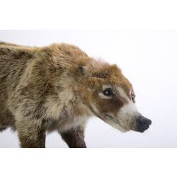 <em>Nasua nasua</em>, South American Coati, mounted specimen. Registration no. C 29938.