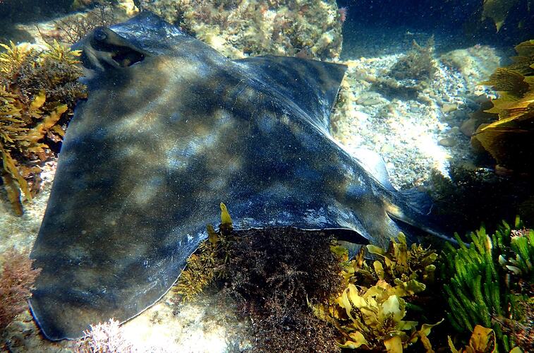 A large ray on seafloor.