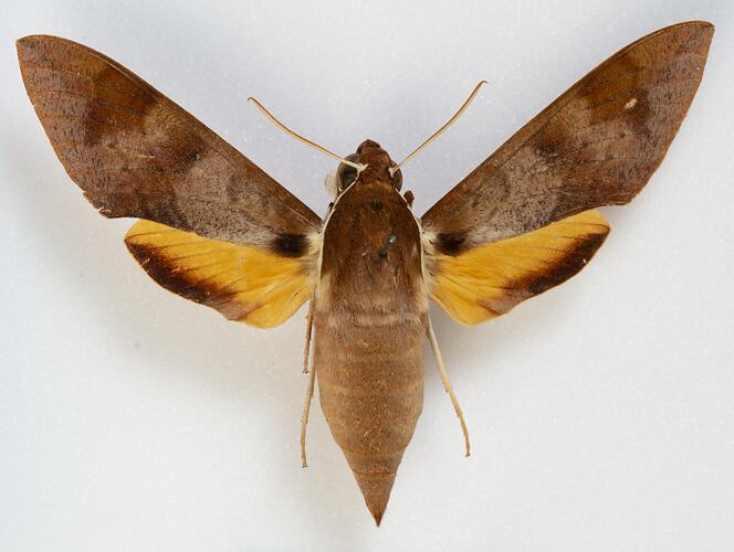 <em>Gnathothlibus erotus eras</em>, Hawk Moth. [HET 4096]