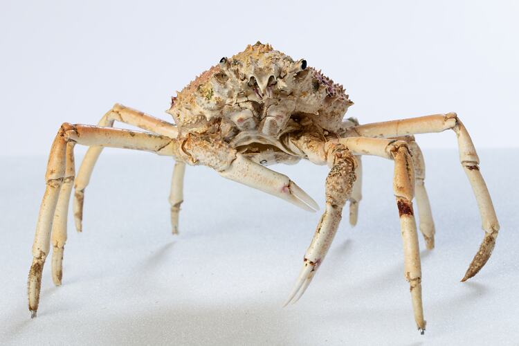 <em>Leptomithrax gaimardii</em>, Giant Spider Crab. [J 46721.20]