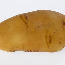 Irregularly shaped light brown model of a potato.