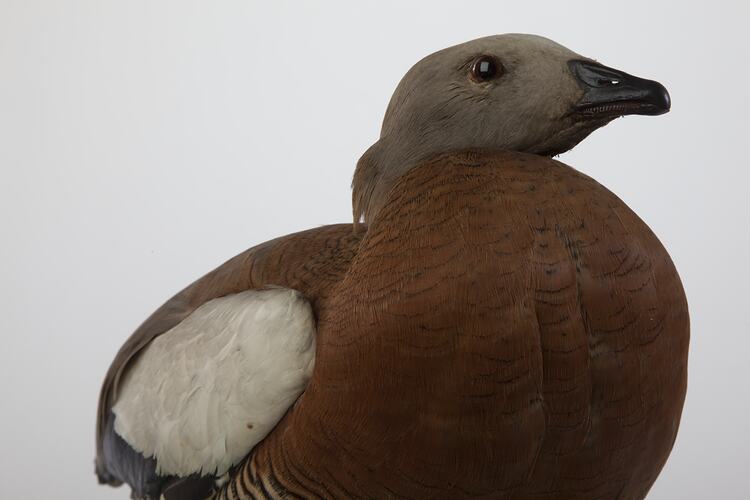 <em>Chloephaga poliocephala</em>, Ashy-headed Goose, mount.  John Gould Collection.  Registration no. 14071.