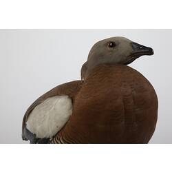 <em>Chloephaga poliocephala</em>, Ashy-headed Goose, mount.  John Gould Collection.  Registration no. 14071.