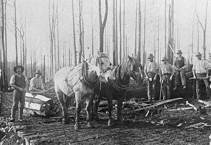 [A horse team pulling timber on a sled, Lavers Hill in the Otways, about 1920.]