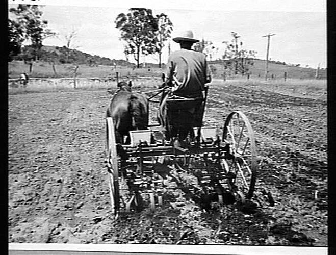 `SUNGROW' PLANTER CULTIVATING YOUNG MAIZE PLANTS ON FARM OF MR. J. STEPHAN, PLAIN LAND VIA LAIDLEY, QLD: MARCH 1950