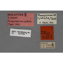 Entomology type specimen labels.