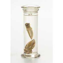 Gooseneck barnacle wet specimens in glass jar.