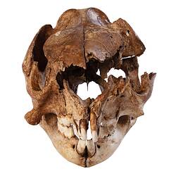 Fossil kangaroo skull with jaw in front view.