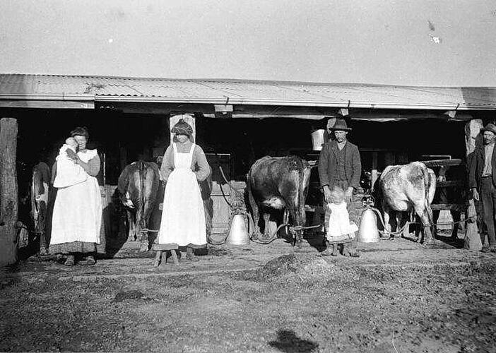 Photograph - Milking Cows at Worilla Farm, Whitfield, 1910