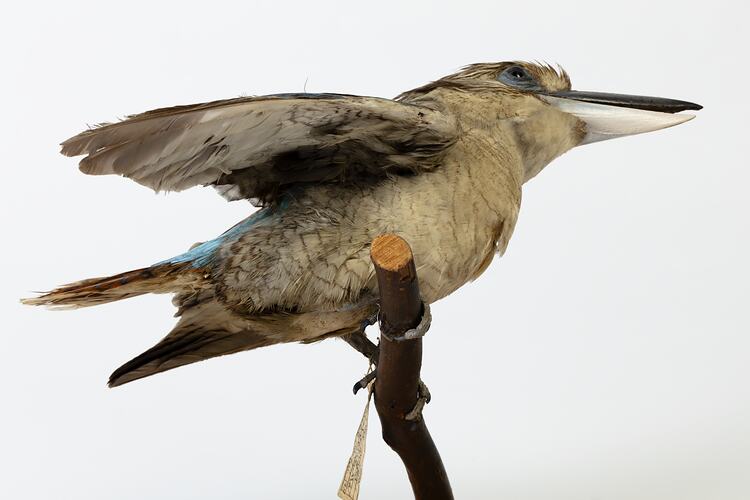 Brown bird specimen mounted with blue wings spread.