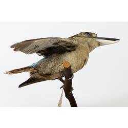 Brown bird specimen mounted with blue wings spread.