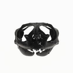 Black glossy lizard skull.