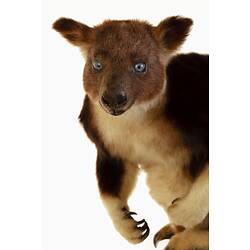 Mounted tree kangaroo specimen with brown and cream fur, with long tail hanging down.
