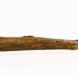 Long, golden-brown fossil bone fragment.