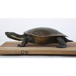 Macquarie turtle mounted on a board