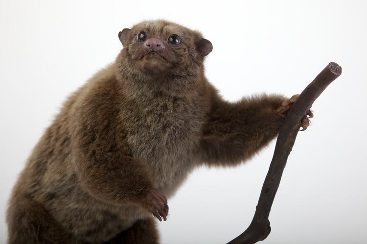 Possum specimen mounted on branch.
