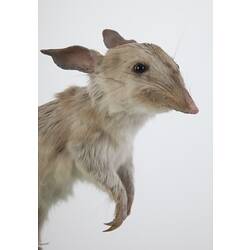 Taxidermied bilby specimen , detail of head.