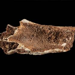 Fragment of fossilised bone.