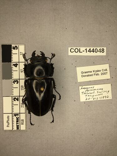 Dorsal view of pinned beetle specimen with labels.