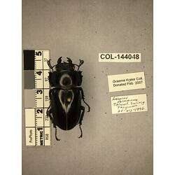 Dorsal view of pinned beetle specimen with labels.