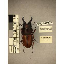 Dorsal view of pinned beetle specimen with labels.