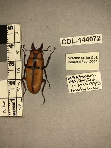 Dorsal view of pinned beetle specimen with labels.