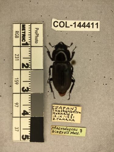 Shiny brown beetle specimen with large mandibles, pinned next to text labels.