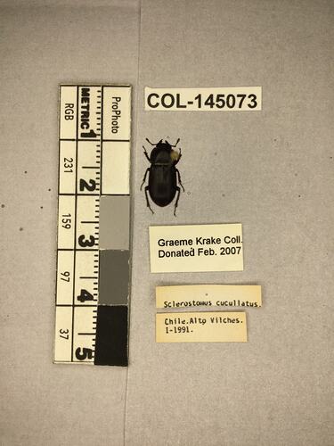 Shiny brown beetle specimen with large mandibles, pinned next to text labels.