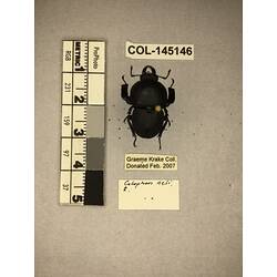 Dorsal view of pinned beetle specimen with labels.