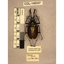 Dorsal view of pinned beetle specimen with labels.
