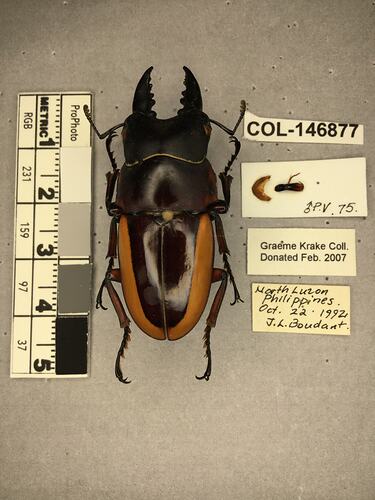 Dorsal view of pinned beetle specimen with labels.