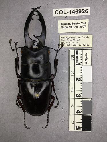 Shiny brown beetle specimen with large mandibles, pinned next to text labels.
