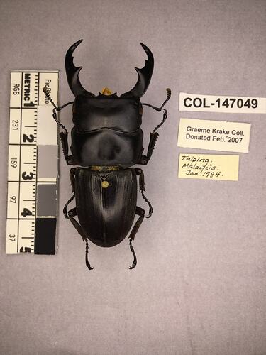 Shiny brown beetle specimen with large mandibles, pinned next to text labels.