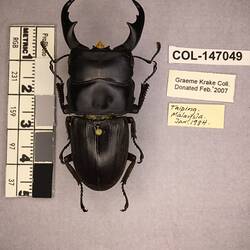 Shiny brown beetle specimen with large mandibles, pinned next to text labels.