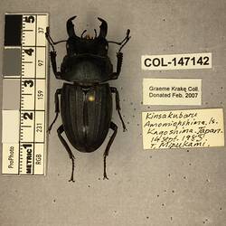 Shiny brown beetle specimen with large mandibles, pinned next to text labels.