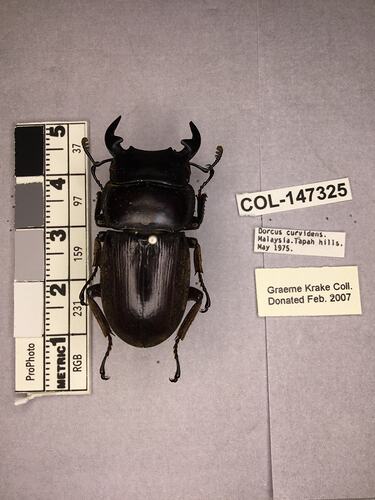 Shiny brown beetle specimen with large mandibles, pinned next to text labels.