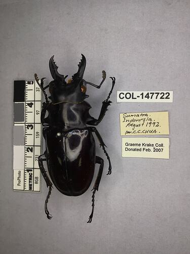 Shiny brown beetle specimen with large mandibles, pinned next to text labels.