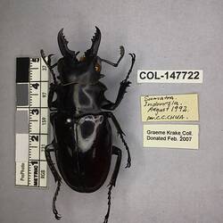 Shiny brown beetle specimen with large mandibles, pinned next to text labels.
