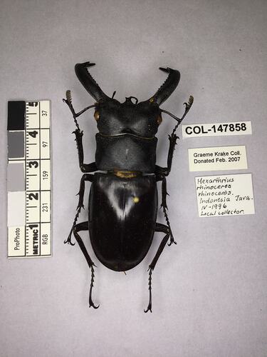 Shiny brown beetle specimen with large mandibles, pinned next to text labels.