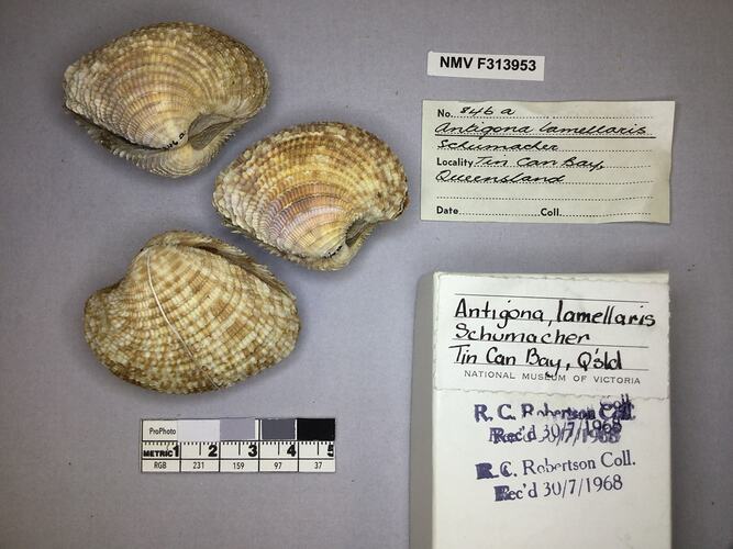 Dry Venus Clam shells beside labels.