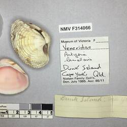Dry Venus Clam shells beside labels.